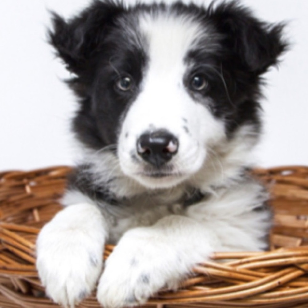 Meet your Posher, Claudia